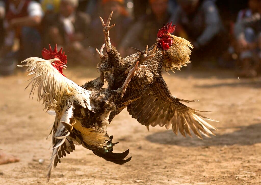 Mexicano, residente de Bakersfield, se declara culpable de posesión ilegal de gallos de pelea