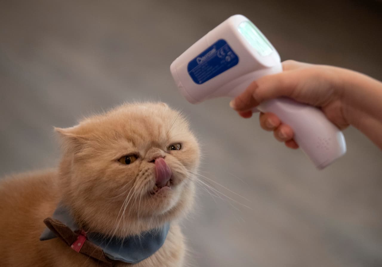 Un gato con coronavirus puede contagiar a otro, ¿puede también infectar a un humano?