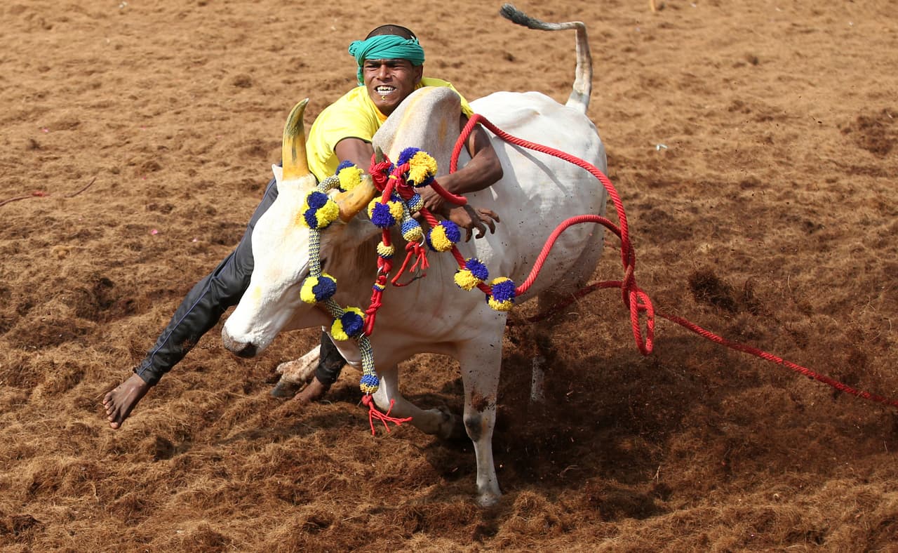 Los toros, adornados con guirnaldas de flores, son liberados por una pista de tierra por donde corren para ser perseguidos por los jugadores, quienes intentarán domesticarlos agarrando sus cuernos y joroba.