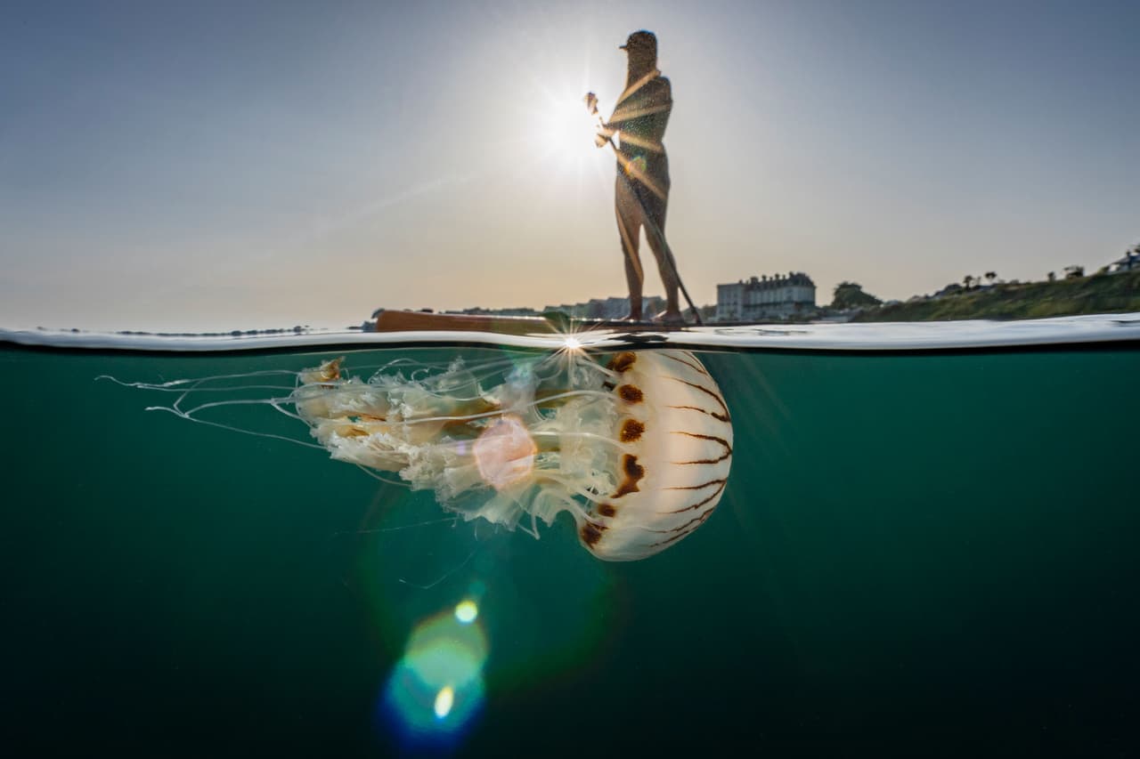<b>‘Una convivencia pacífica’</b>
<br>
<br>Esta fotografía resultó ganadora en la categoría ‘viviendo juntos en las aguas británicas’, un grupo de imágenes tomadas en aguas de Reino Unido, de donde es originario este concurso.
<br>