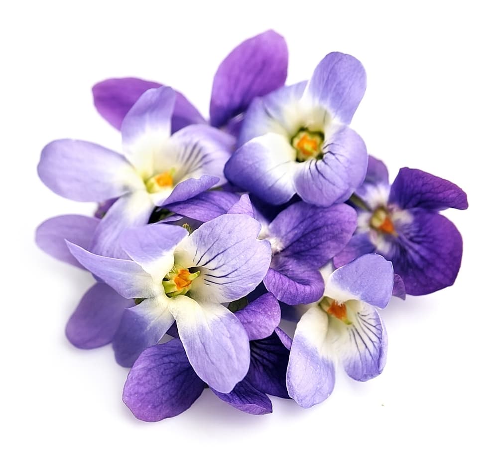 Curiosamente, no hay muchos elementos vegetales que funcionen para un Acuario. El único que encontramos recomendable son las violetas. Estas hermosas flores son apreciadas porque comparte con este signo su capacidad de renovación: reflorece aún en las circunstancias más extremas. ¡Lindo!