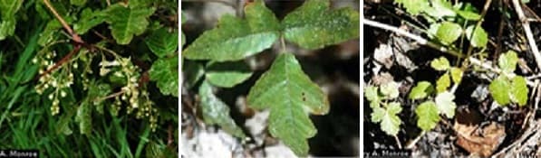 El 
<b>roble venenoso</b> se encuentra principalmente en la costa oeste. Esta planta crece como un arbusto leñoso. Cada tallo contiene de 7 a 13 hojas dispuestas en pares.