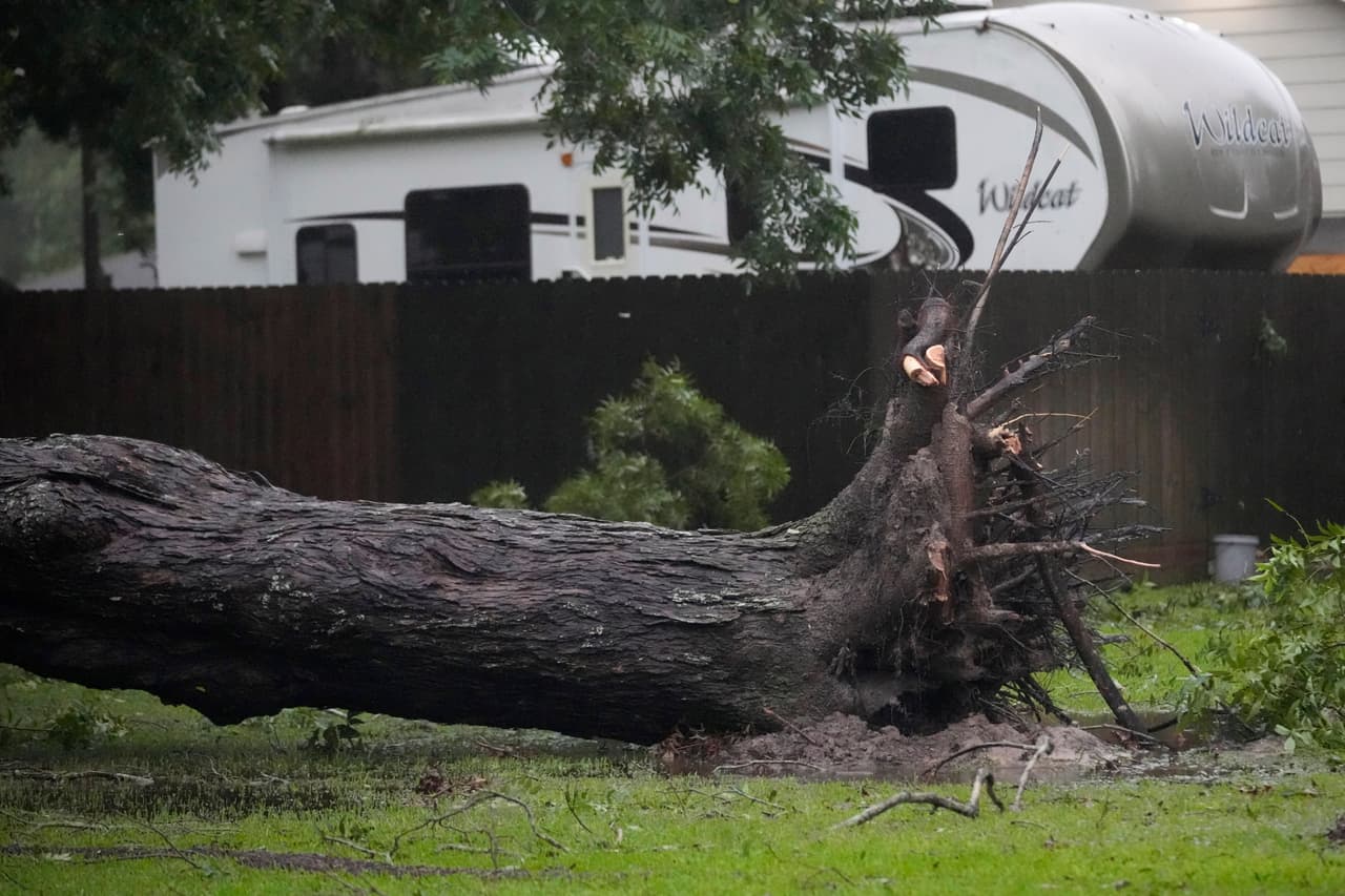 Un 
<b>árbol arrancado de raíz, entre los <a href="https://www.univision.com/local/houston-kxln/beryl-huracan-tormenta-trayectoria-costas-texas-fotos" target="_blank">estragos de Beryl,</a> </b>degradado a tormenta tropical alrededor de las 10:00am.