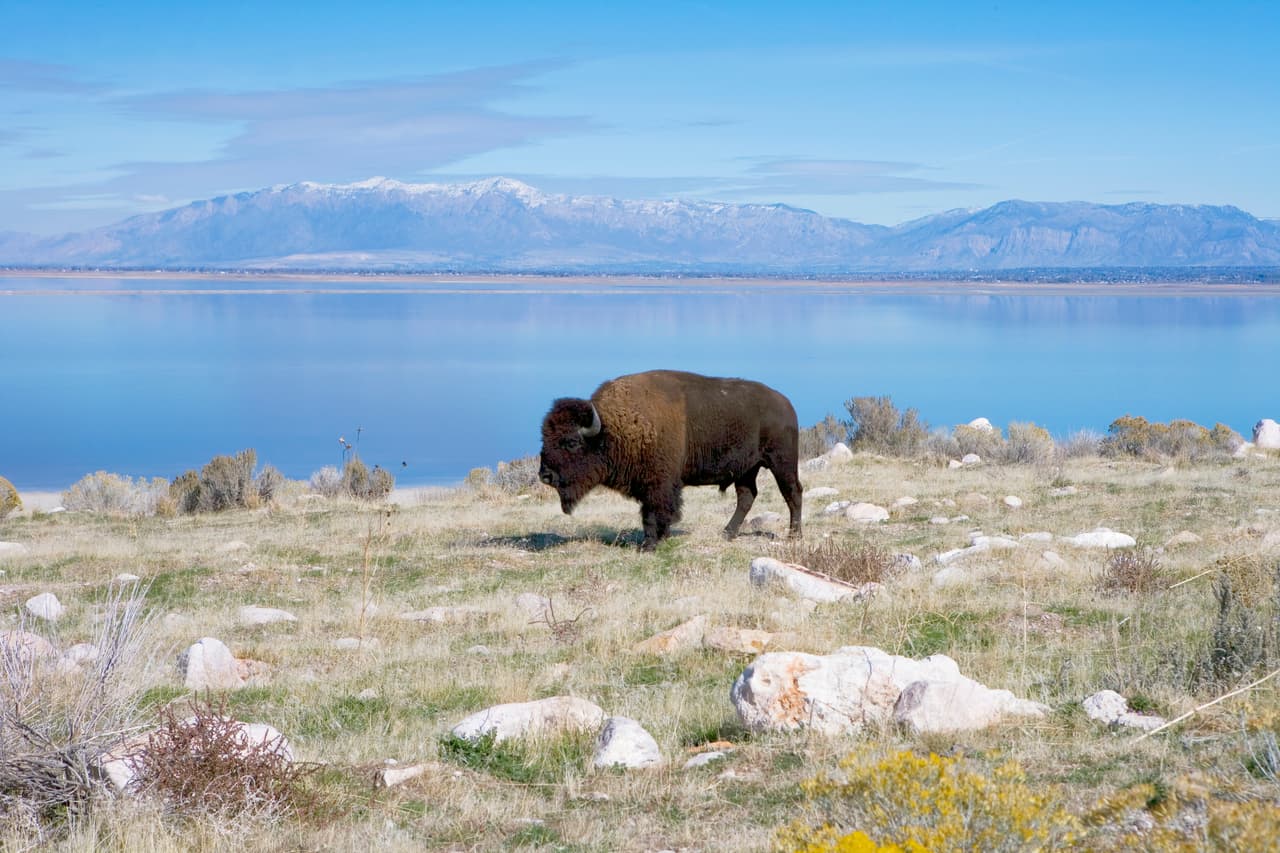<b>Puesto 16. Salt Lake City, Utah.</b> Los precios promedio de hotel rondan los 150 dólares por noche o menos, por lo que un viaje económico a esta ciudad es posible durante todo el año. Ahorre dinero asistiendo a eventos gratuitos como conciertos y fiestas callejeras en Temple Square. Otras actividades gratuitas son la visita al parque Liberty, el Templo de Salt Lake o la Biblioteca de Historia Familiar. Si va en los meses más cálidos puede hacer una excursión al impresionante parque Antelope Island, en la fotografía.