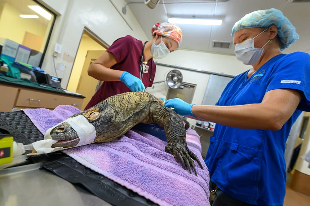 Afortunadamente “Estrella” se está recuperando en las instalaciones del zoológico.