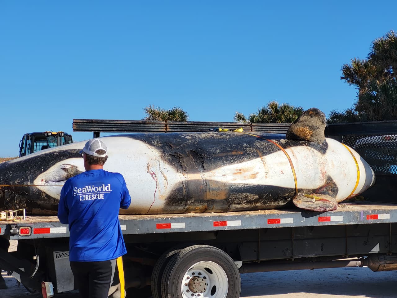 La ballena asesina de más de 7,000 libras de peso y 21 pies de largo fue localizada la mañana del 11 de enero al sur de Jungle Hut Park en Palm Coast, de acuerdo con informes iniciales del Alguacil del condado Flagler. La Administración Nacional Oceánica y Atmosférica señaló a través de un comunicado que la ballena era una hembra de edad adulta y que no tenía algún indicio de interacción con humanos o golpes, además se detectaron algunos "signos de enfermedades". Los detalles de la causa de la muerte de la ballena asesina que apareció en la costa de Florida serán dados a conocer una vez que se concluya la necropsia y los estudios de laboratorios correspondientes.