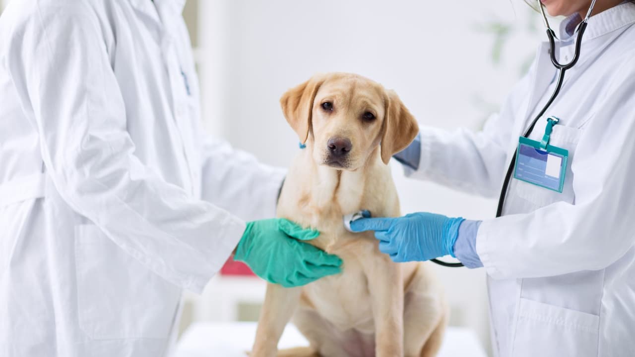 Los veterinarios pueden realizar 
<b>pruebas</b> para detectar el virus, al igual que una prueba de PCR para COVID-19 en humanos, aunque una prueba de gripe canina puede costar
<b> $ 38</b> por hisopo nasal o más.
<br>