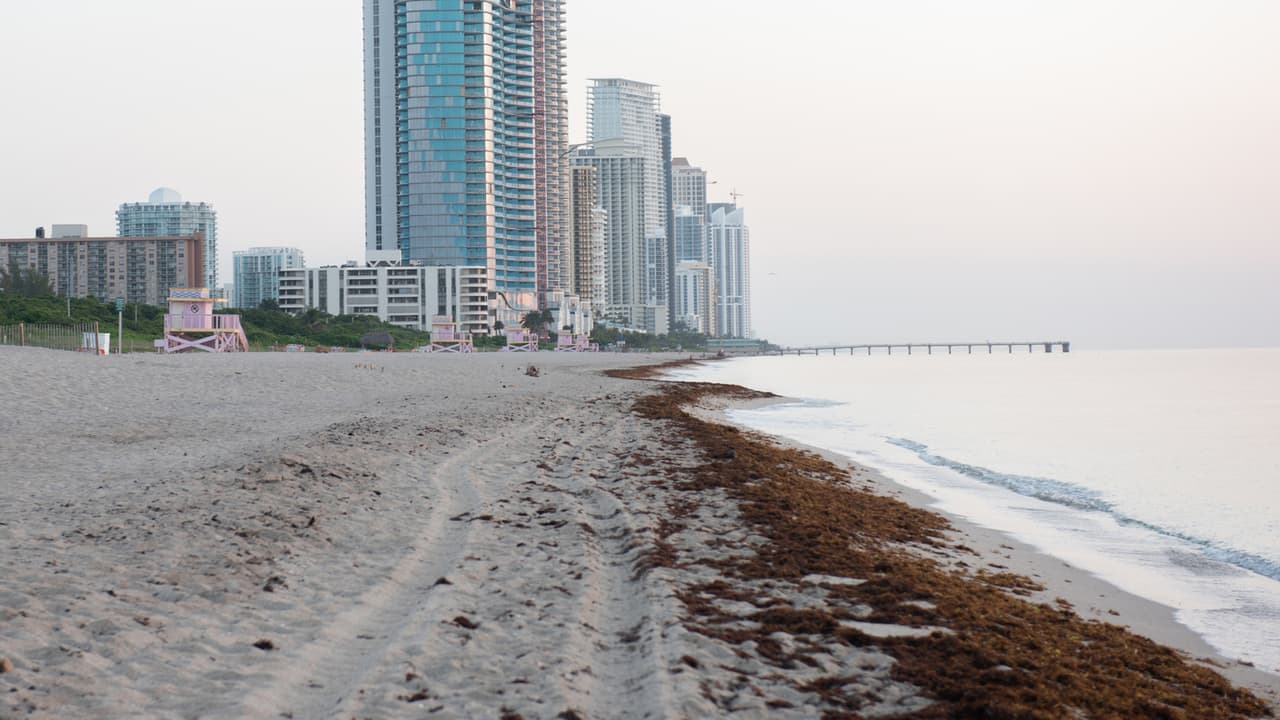 Este domingo la playa de Miami Beach amaneció llena de sargazo en toda la orilla.
