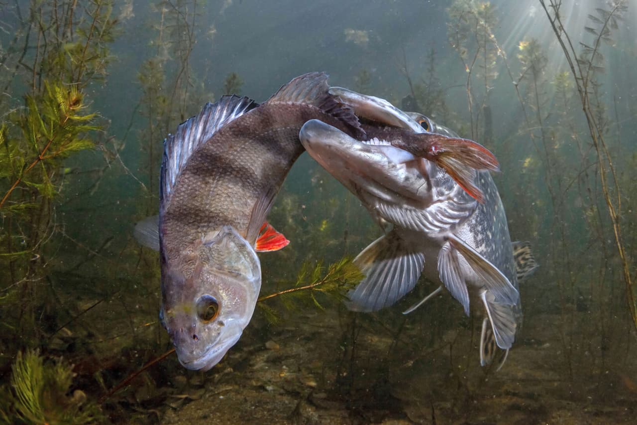 <b>‘Pesca’</b>
<br>
<br>Un lucio intentando comerse una perca. “¿Cómo terminó esto? No sé. La situación no cambió mucho en una hora”, explicó el autor de esta fotografía. Obtuvo el tercer lugar en la categoría ‘vida salvaje’.
<br>