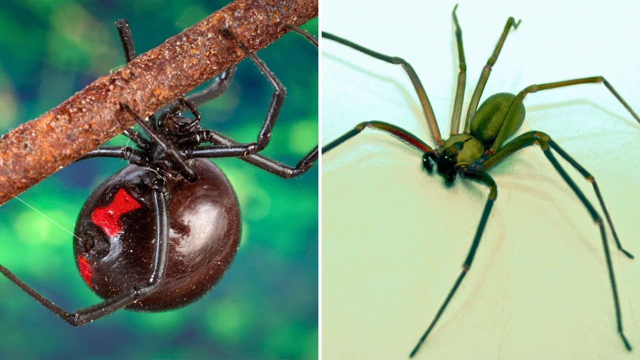 <h3 class="cms-H3-H3">🕸️ ¿Qué tipos de arañas hay en Texas? </h3>
<br>
<b>En Texas hay más de 900 especies de arañas</b>, pero solo dos se consideran realmente peligrosas para los humanos: 
<br>
<b>1. Viuda negra (Black Widow):</b> Color negro brillante, con una marca roja en forma de reloj de arena en el abdomen. Se encuentra en garajes, cobertizos, debajo de muebles o montones de leña. Su veneno puede causar dolor muscular, calambres, náuseas y debilidad. 
<br>
<b>2. Araña reclusa parda (Brown Recluse): </b>De color marrón claro, con una marca en forma de violín en la espalda. Suele esconderse en lugares oscuros y cerrados: ropa guardada, cajas o esquinas del armario. Su mordida puede causar una llaga grave si no se atiende a tiempo. 
<br>
<b>💡 Dato útil: </b>La mayoría de las arañas que vemos en casa, como las saltarinas o tejedoras, no son peligrosas y, de hecho, ayudan a controlar insectos.