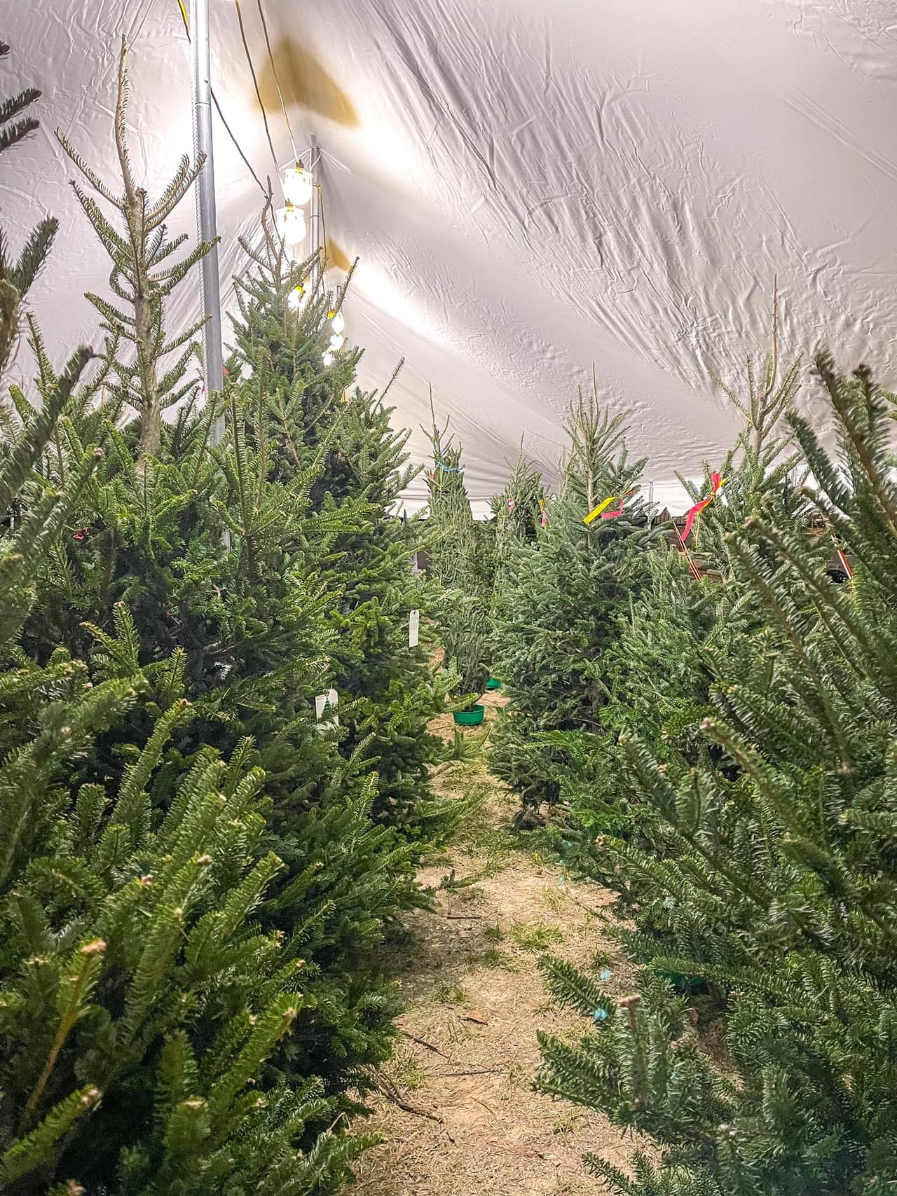 <b>Deck the Halls Christmas Tree Market (A partir del 2 de diciembre)</b>
<br>
<b>Dirección</b>: 4915 Hillsborough Road. Durham, NC
<br>
<b>Teléfono</b>: 618-553-3706
<br>
<b>Sitio web</b>: 
<a href="https://www.facebook.com/deckthehallschristmastreemarket/">https://www.facebook.com/deckthehallschristmastreemarket/</a> 
<br>
<b><a href="https://maps.app.goo.gl/es75JJFB4yRXEtjb6">Cómo llegar</a></b>
<br>
<br>La granja vende árboles sembrados en Carolina del Norte y en el lugar encontrarás también una celebración navideña con camiones de comida, vendedores, Santa Claus y más.