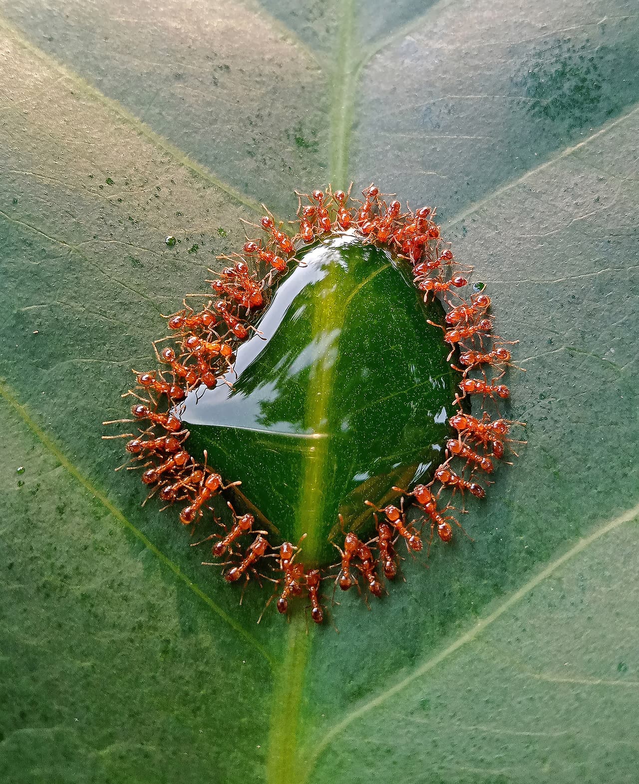 <b>‘Una pequeña reunión’</b>
<br>
<br>“Un pequeño grupo de hormigas ladronas se reúne para disfrutar de unas gotas de almíbar encima de una hoja de manzana”, explica el concurso sobre esta imagen finalista. Fue tomada en Pampanga, Filipinas.
