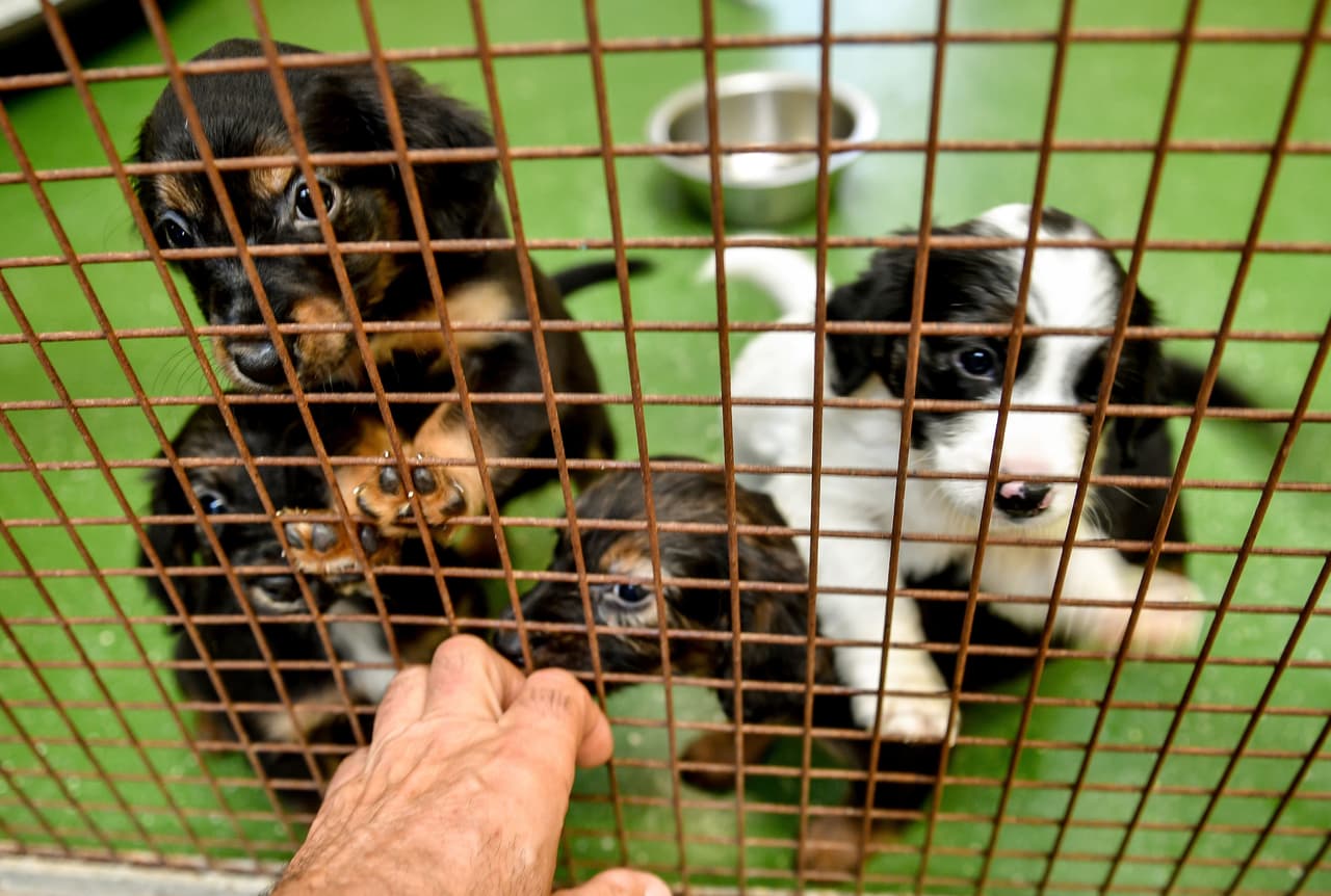 Animal Care Center de NYC no puede recibir más perros y te invita a adoptar: cómo hacerlo