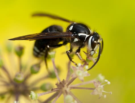 <b>Hornets</b> 
<br>"Avispón" es un término que se usa a menudo para describir avispas y avispas amarillas. “El avispón Baldfaced es el único "avispón" que se sabe que existe en Texas, a pesar de que este insecto es en realidad un tipo de chaqueta amarilla”, según explica Texas Bee Inspection en su página web.
