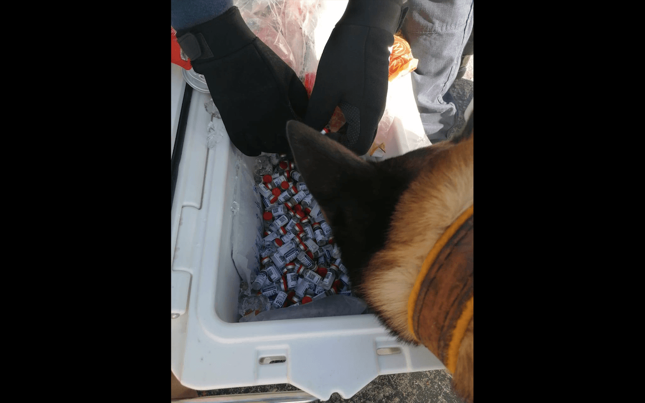 Los agentes aduanales y el Ejército hicieron una primera revisión del contenido de las hieleras con perros rastreadores.