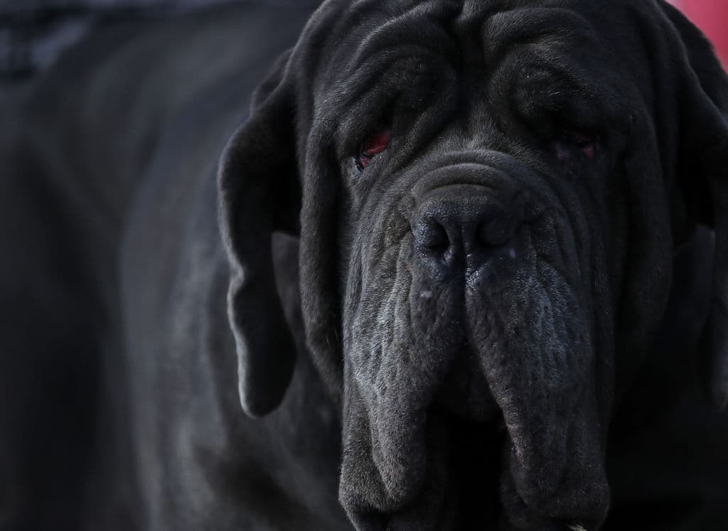 Zindler vive en Sebastopol, California, y ha personalmente adoptado a más de 300 perros. En 2012 escribió un libro llamado "The Secret Lives of Dog Catchers" donde narra sus experiencias con los caninos.