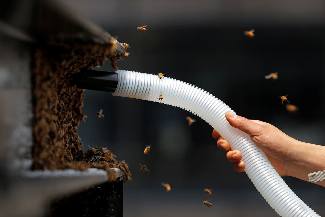 La tarea no fue sencilla, pues los apicultores debieron prácticamente equilibrarse en una viga para tomar las abejas que se aferraban a otra. (Lucas Jackson/Reuters)