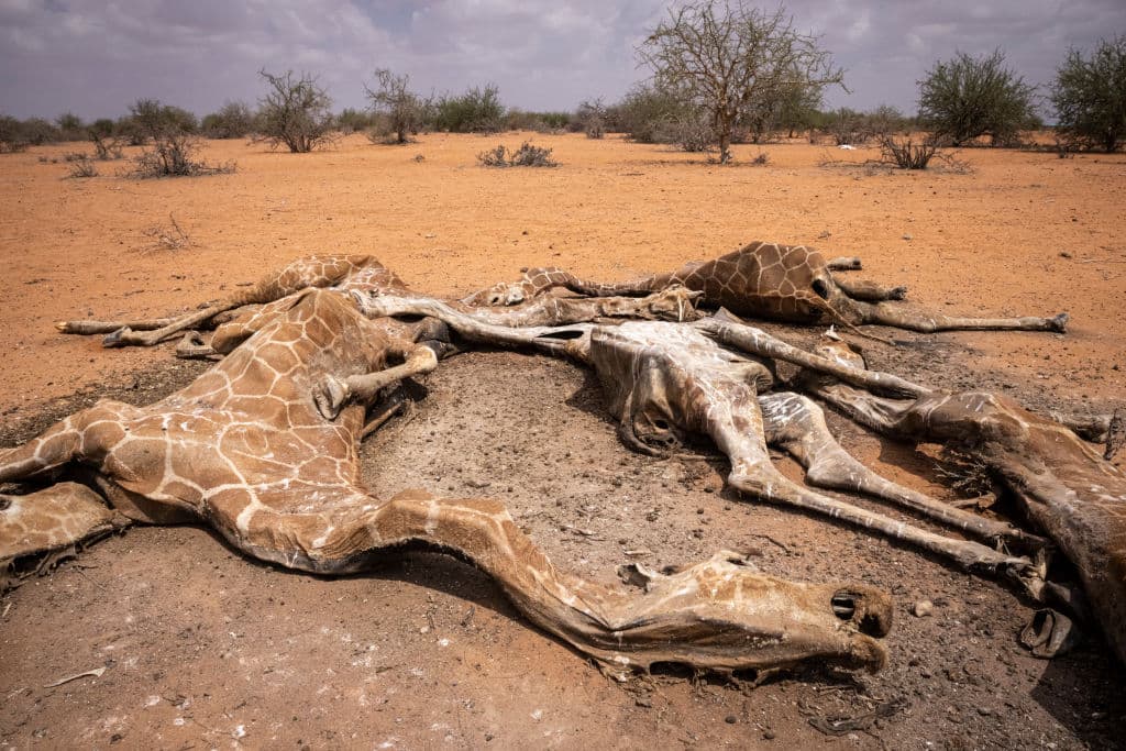 Estas imágenes impactan pero 
<b>esconden una tragedia con muchas más dimensiones</b>: no solo los animales están en peligro. Se estima que 
<b>2.1 millones de kenianos están en riesgo de hambruna </b>debido a las sequías extremas, según alertó el gobierno de ese país en septiembre.