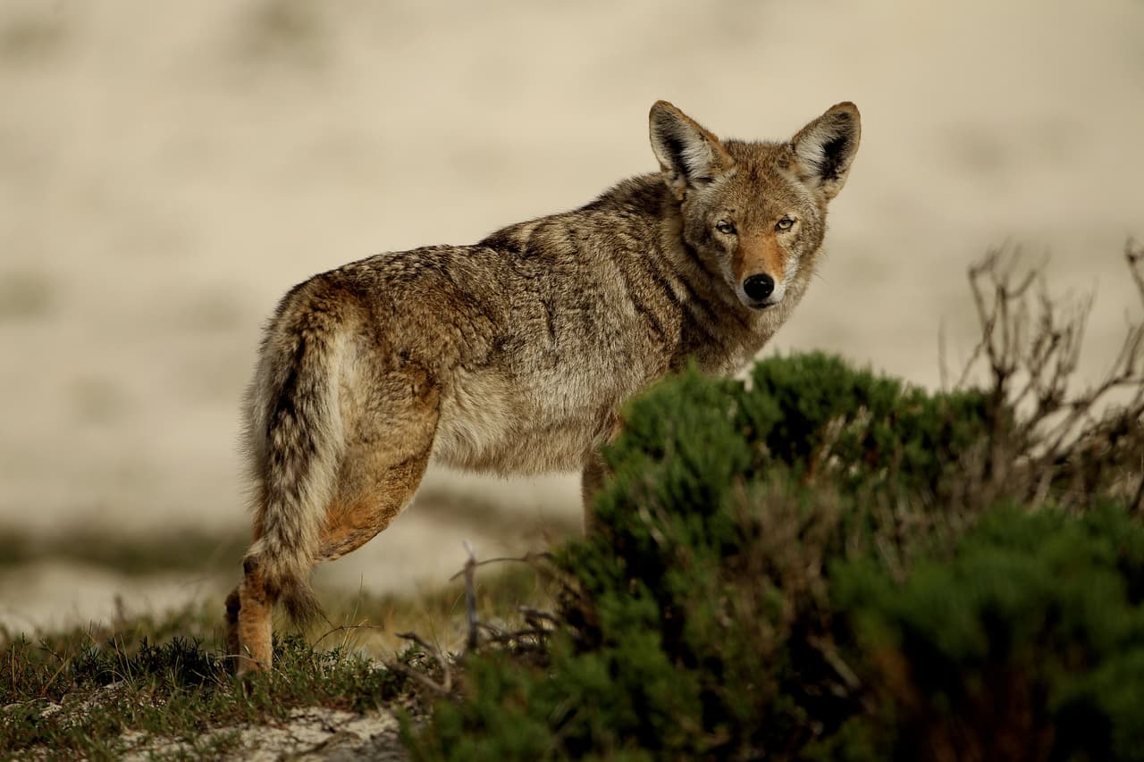 Cierre y asegure los espacios debajo de la casa, porches, terrazas y cobertizos. “Los coyotes usan esas áreas para descansar y tener a sus crías”.