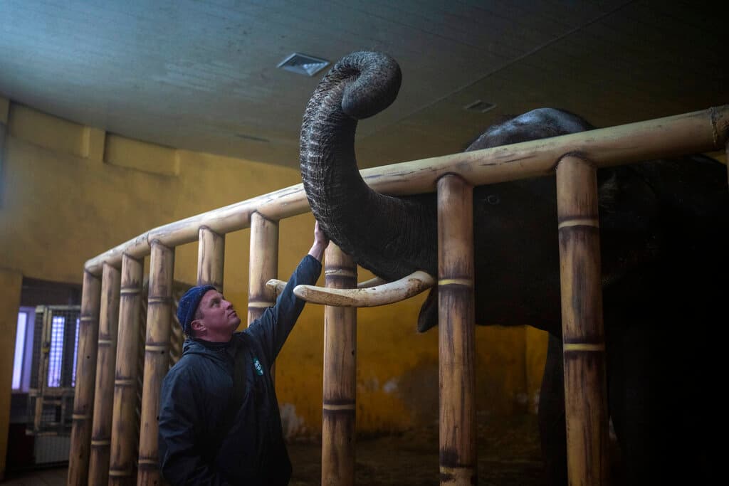 Los animales también son víctimas del conflicto. Un cuidador del zoológico de Kiev parece apaciguar a un elefante.