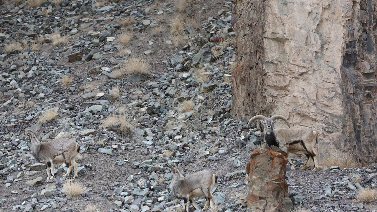 ¿Eres capaz de ver al leopardo de las nieves camuflado en esta foto?