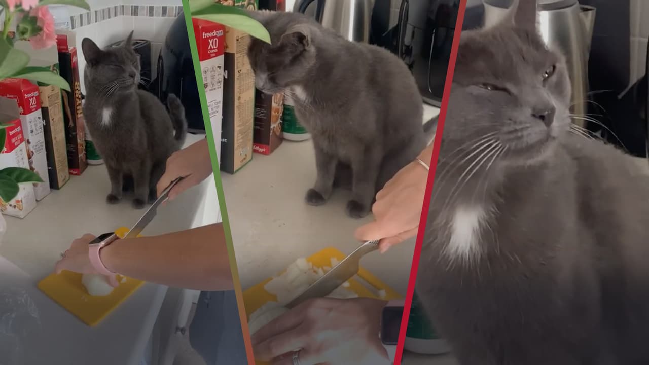 Gato llora mientras su dueña corta cebolla y el video se vuelve viral en TikTok