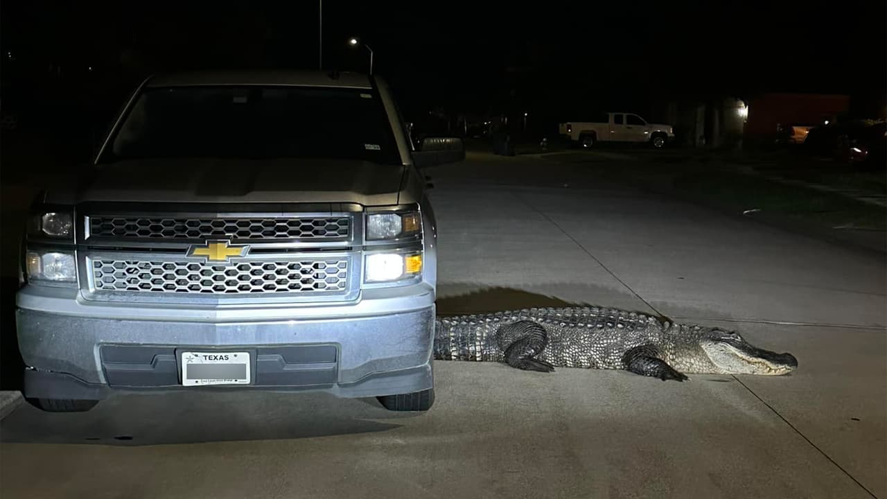Capturan a un caimán de 12 pies de largo en Atascocita, al noreste de Houston