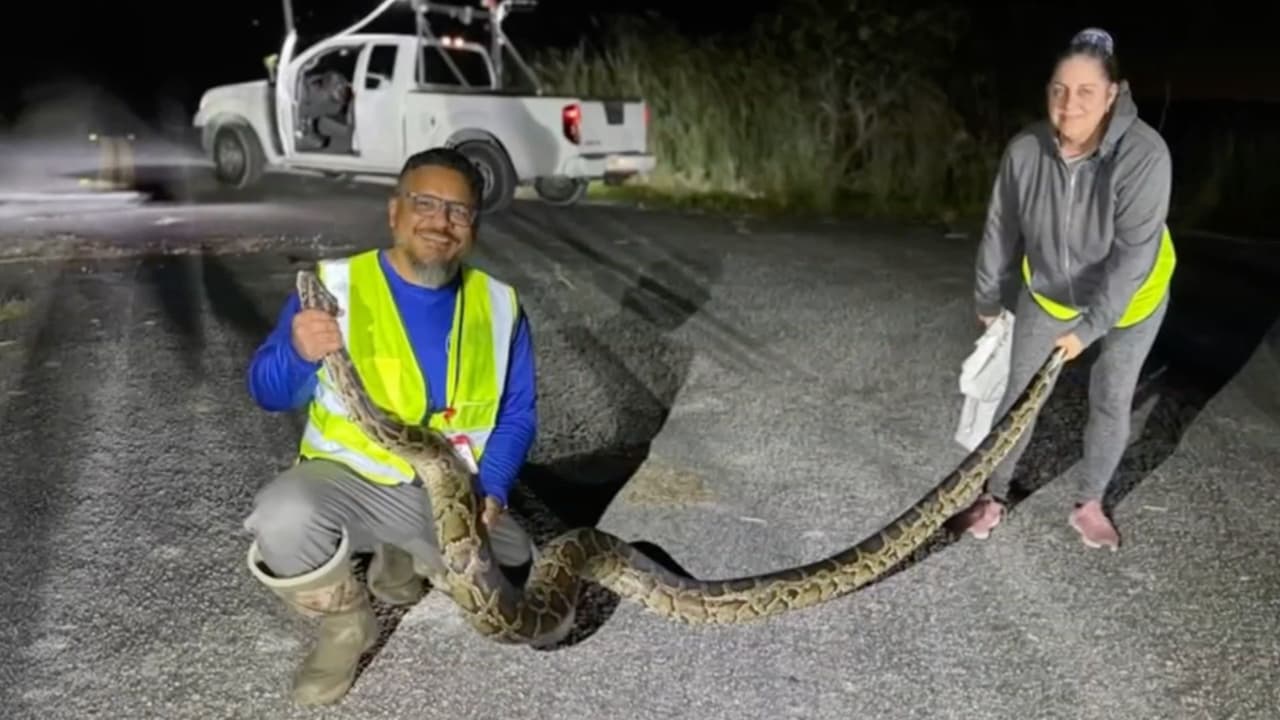 Cazadores de pitones: así es la peligrosa misión de una pareja hispana en los Everglades, Florida