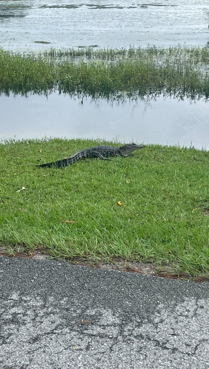 En la costa del condado Brunswick, la tormenta tropical Debby sacó de su hábitat a 
<b><a href="https://www.univision.com/noticias/planeta/en-video-aprende-a-defenderte-si-te-ataca-un-caiman-video" target="_blank">un caimán joven</a></b> que más tarde fue rescatado y llevado a donde le corresponde.