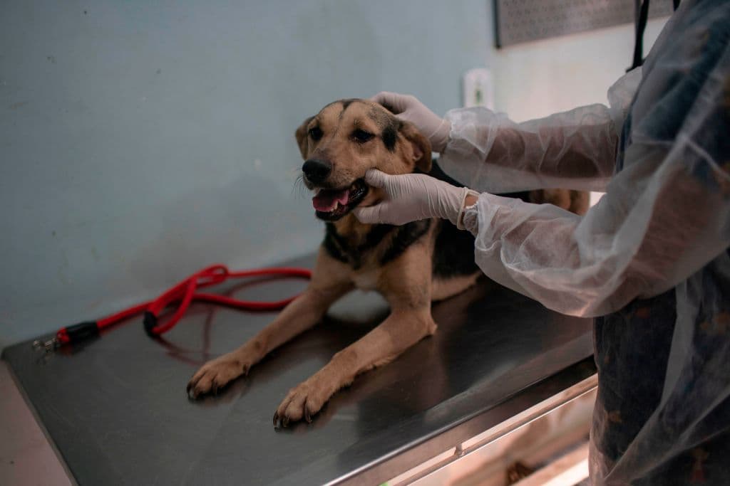 Sentencian a 21 años de cárcel al veterinario de Florida que se grababa teniendo sexo con perros