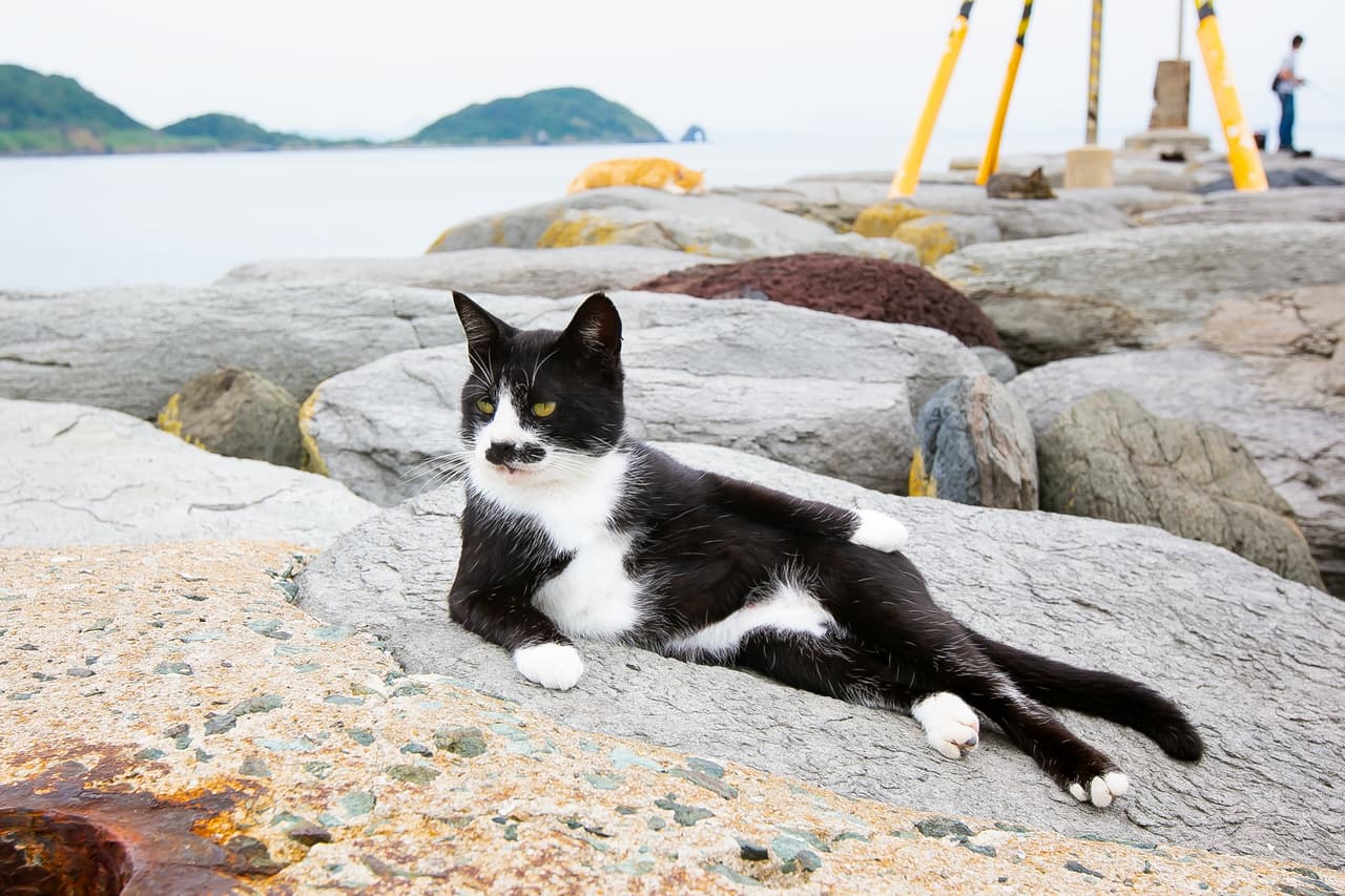<b>‘Gato modelo’</b>
<br>
<br>“Él es un gato que sabe el trabajo de un modelo, así que solo enfoco mi cámara y el hace el resto”, explica el autor.
<br>