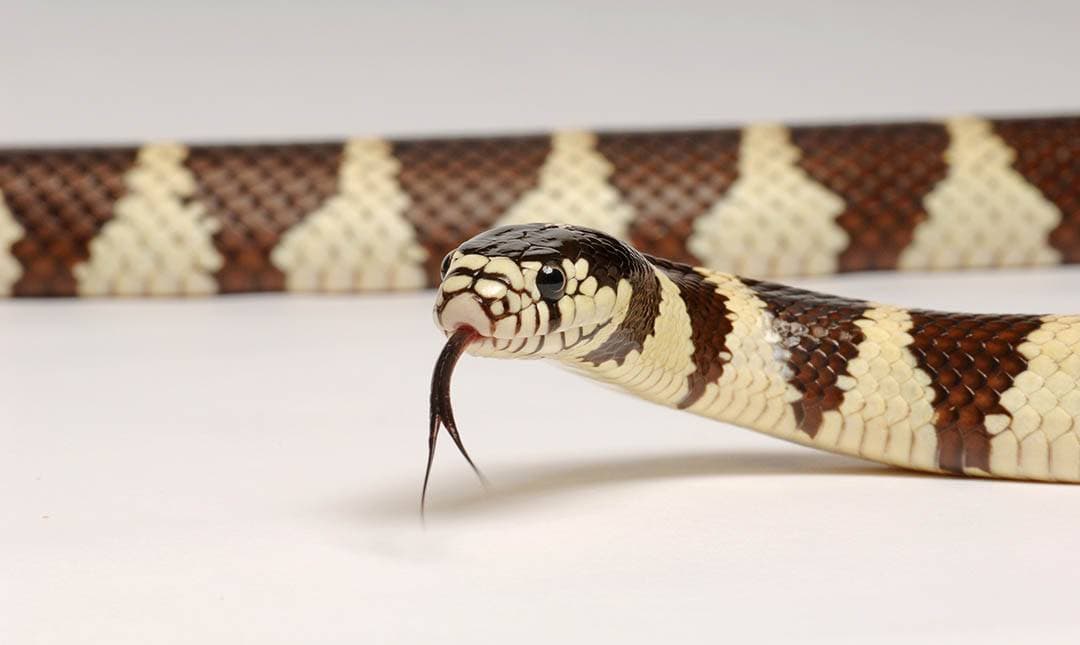 Rescatan a una serpiente de cerca de tres pies en parque natural de Los Ángeles