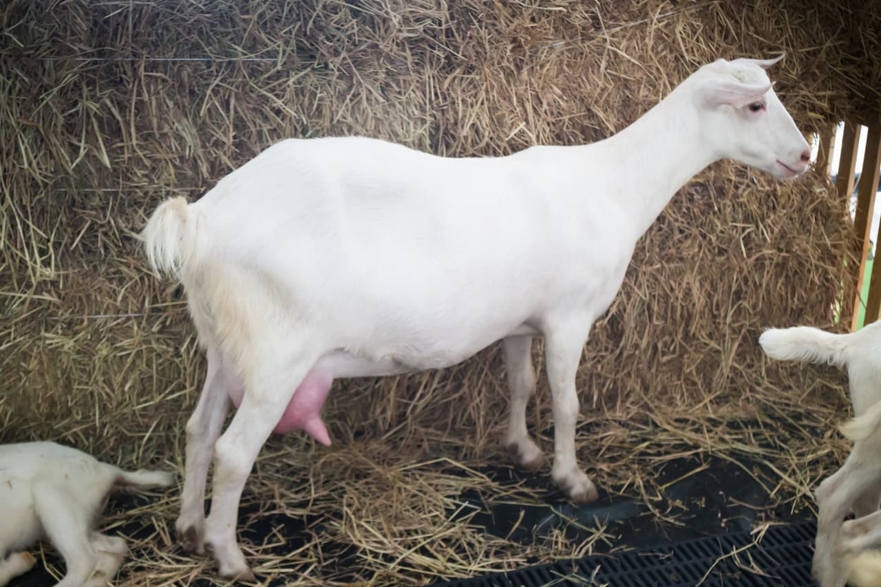 <b>Leche de cabra: otra alternativa</b>. Las propiedades organolépticas (color, olor, sabor) de la leche de cabra son ligeramente diferentes de la de vaca: más blanca, más ácida y un poco más espesa. Contiene más grasa y proteína que la de vaca.