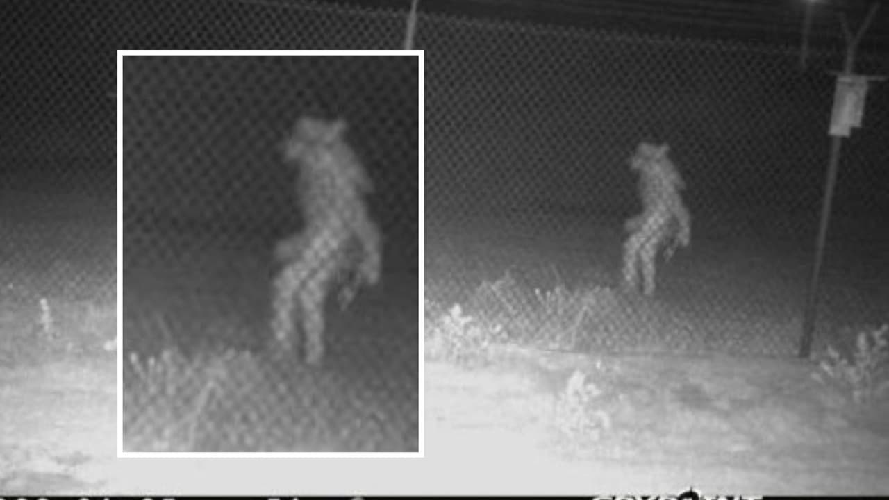 El misterio sigue: esto es lo que se cree del objeto que apareció en un zoológico de Texas