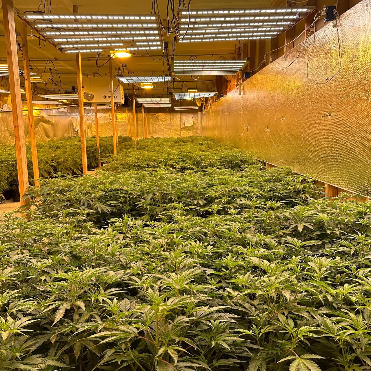 Incautan marihuana en Delano, California.