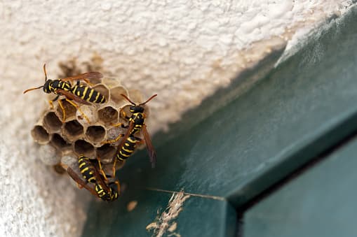 <b>¿Qué debo hacer si hay una colmena de avispas en mi residencia?</b> 
<br>
<br>Si observas un gran número de avispas en su residencia o jardín, es probable que haya una colmena cerca. La época de las avispas en el centro de Texas está en pleno apogeo y una colmena madura para esta fecha puede contener miles de avispas. 
<br>
<br>Es importante tratar una colmena de avispas lo antes posible. Para evitar el riesgo de dolorosas picaduras de avispa (y posibles reacciones alérgicas), expertos recomiendan no tocar la colmena y llamar a profesionales para que se encarguen.