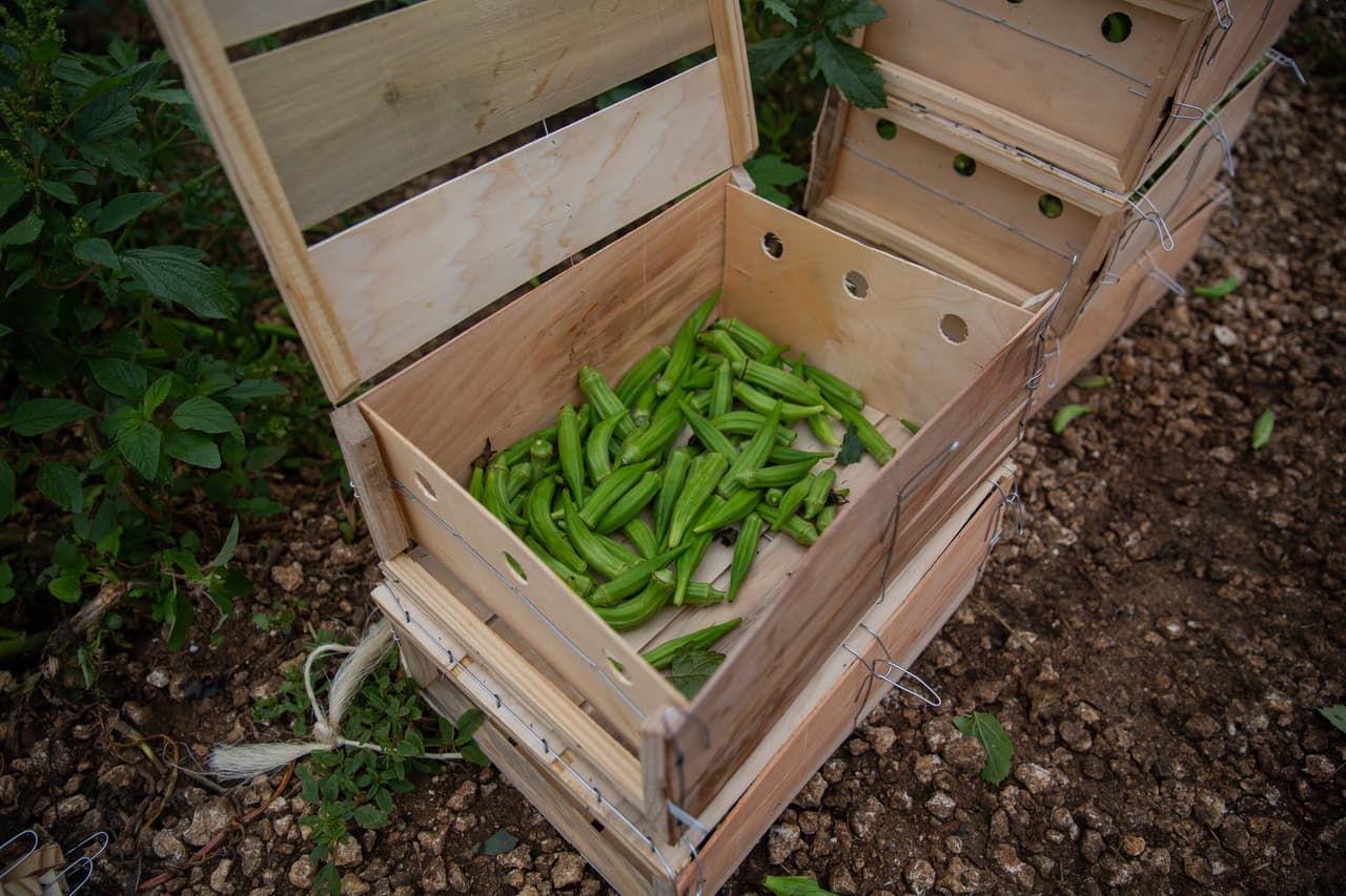 <b>Decenas de cajas repletas perdidas -</b> La ocra es un vegetal con una textura parecida al nopal consumido ampliamente en México. Debe ser recolectado de la plata cuando alcanza apenas unos tres centímetros o, de lo contrario, puede crecer demasiado y ser rechazado en los puntos de compra. Muchas de estas cajas como las de la imagen se perdieron cuando la crisis secó la demanda casi por completo.
