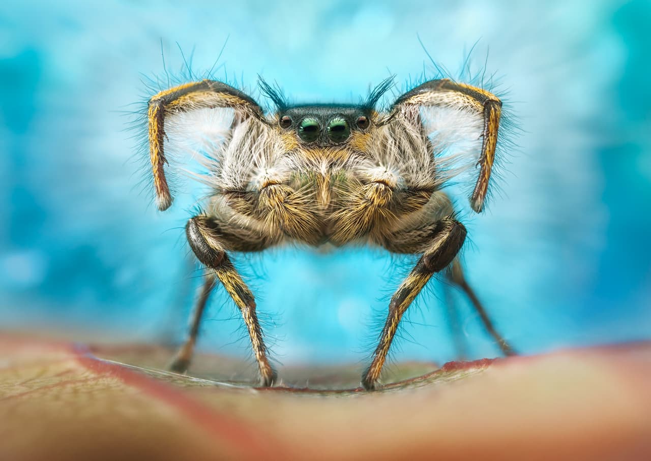 <b>‘Araña bailarina’</b>. Tercer lugar en la categoría de ‘arácnidos’. Los machos de esta especie (phidippus insignarius), realizan una danza de cortejo en la que casi forman un corazón con sus brazos. Fue tomada en el estado de Colorado.