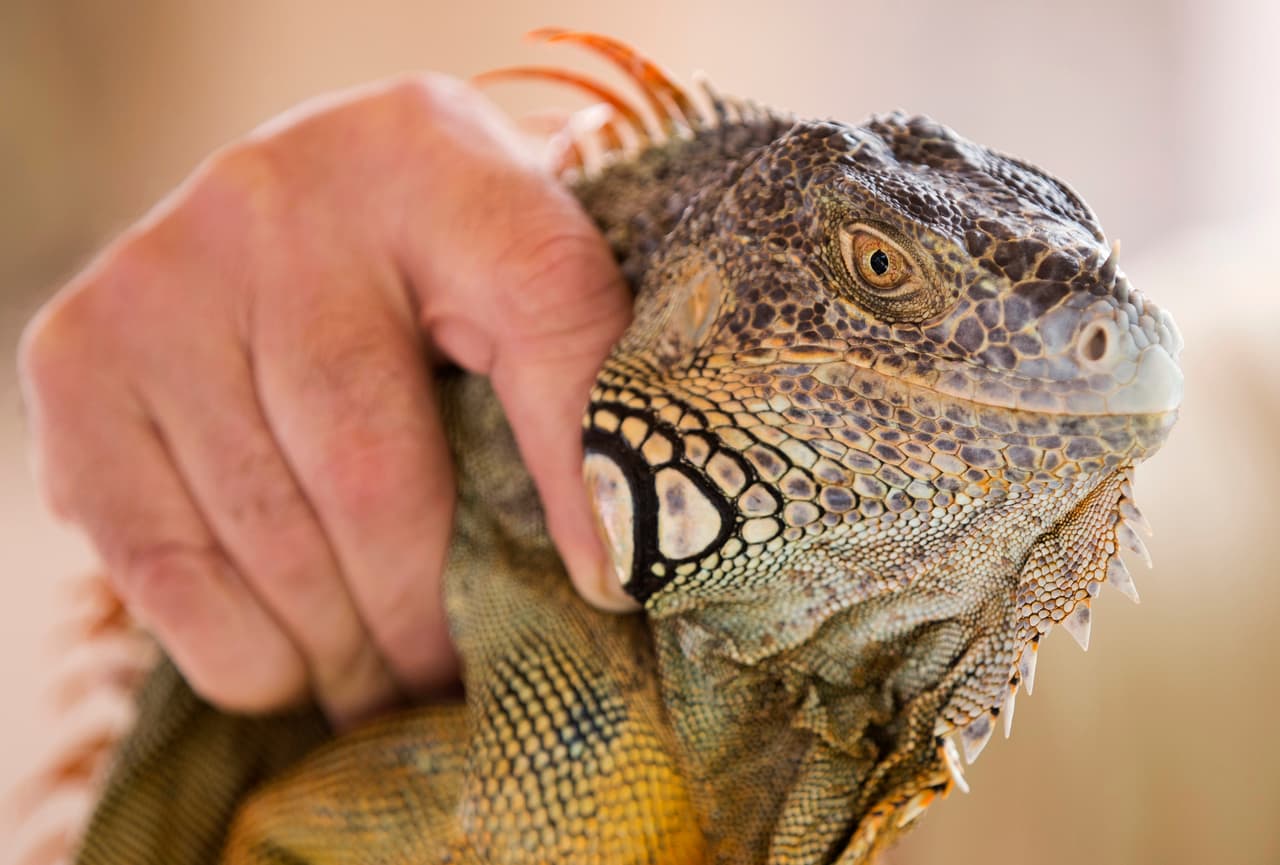 Por qué las autoridades de Florida están pidiendo matar iguanas verdes