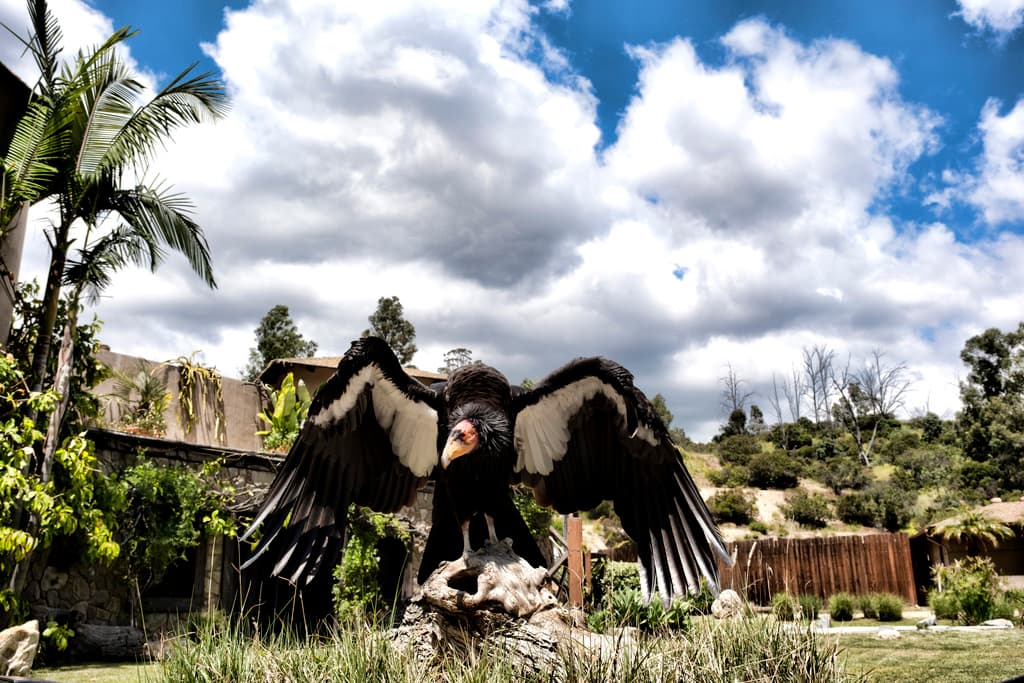 El año pasado, a estas fechas, el hispano 
<b><a href="https://www.univision.com/local/los-angeles-kmex/ivan-gomez-incendio-big-sur-dolan-condores-bosque-nacional-los-padres" target="_blank">Iván Gómez fue condenado a 24 años de prisión por matar a 12 cóndores de California</a></b> al provocar un incendio.