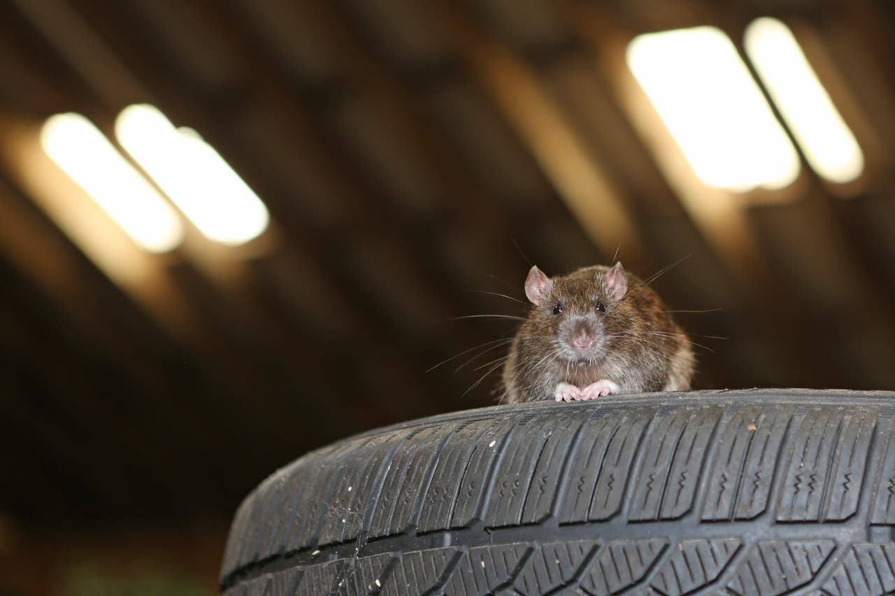 Es desagradable pensar en ello, pero más vale prevenir que lamentar. 
<b>Ratas, ratones y hasta ardillas</b> pueden alojarse en tu carro. Estos roedores adoptan a los coches como su hogar y dañan algunas de sus piezas de manera irreparable. Sucede con mayor frecuencia en épocas de frío y cuando vives en zonas boscosas.