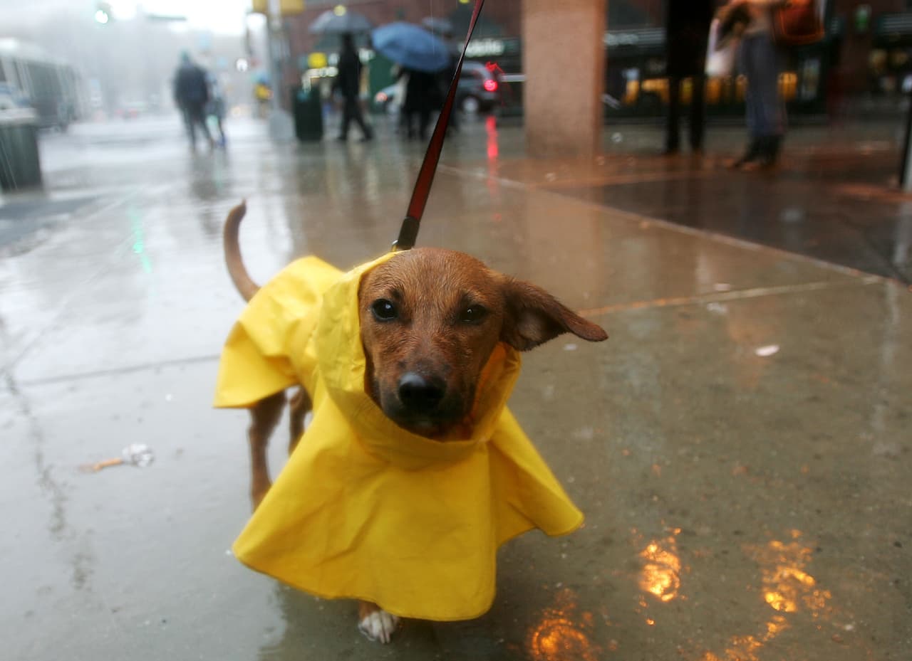 Prepara una bolsa de viaje - una colección de cosas necesarias si tienes que salir de prisa - para cada miembro del hogar, incluyendo mascotas.