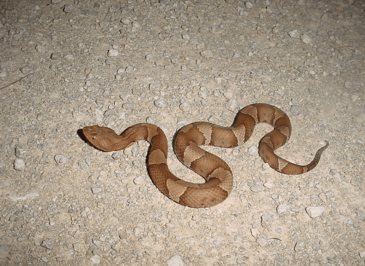 <b>Copperheads: </b>Estas serpientes se encuentran en áreas rocosas y en la primavera se pueden encontrar a lo largo de arroyos y ríos.