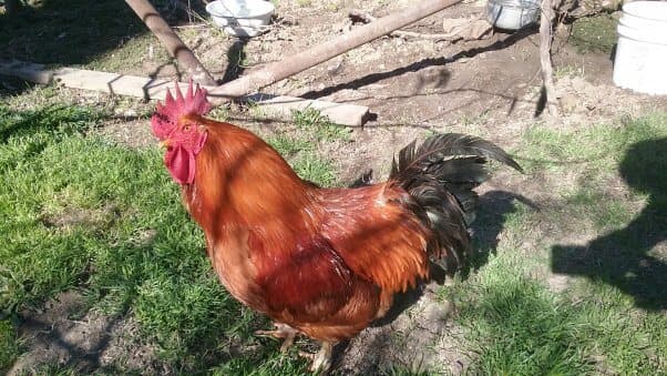 Se salva de ser cocinado para convertirse en ganador de concurso para animales