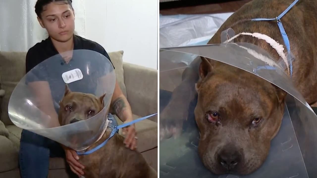 Un perro pitbull casi muere al ser acuchillado tras haber escapado de su casa durante las tormentas severas