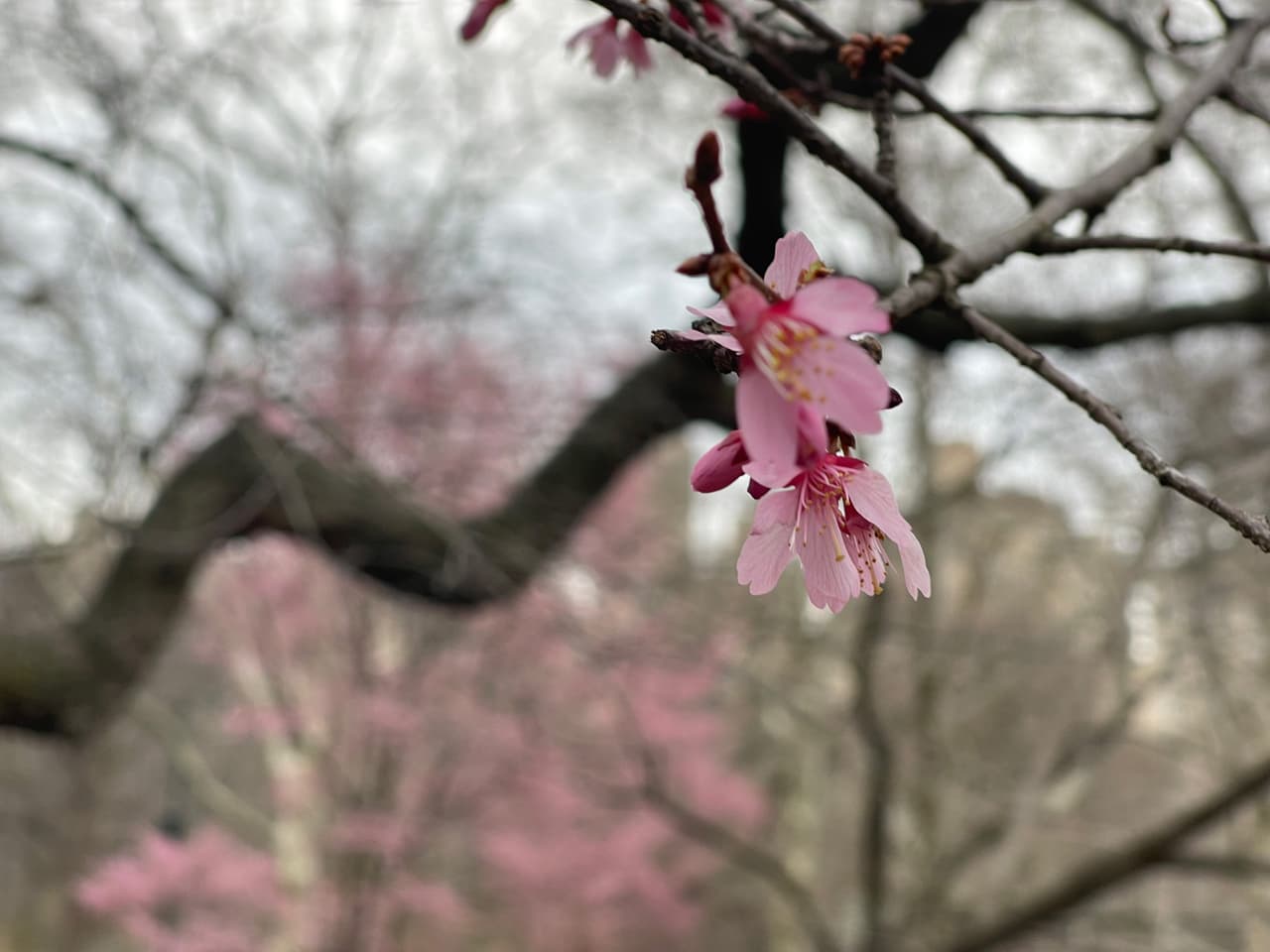 La temporada en la que
<b> florecen más de 400 mil árboles cherry blossom </b>normalmente se da a mediados de abril en Nueva York.