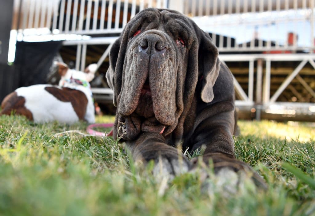El certamen se llevó a cabo en Petaluma, California, y busca "celebrar a los perros por su belleza interior", y demostrar que "sin importar su apariencia física" cualquier perro puede brindar amor a una familia.