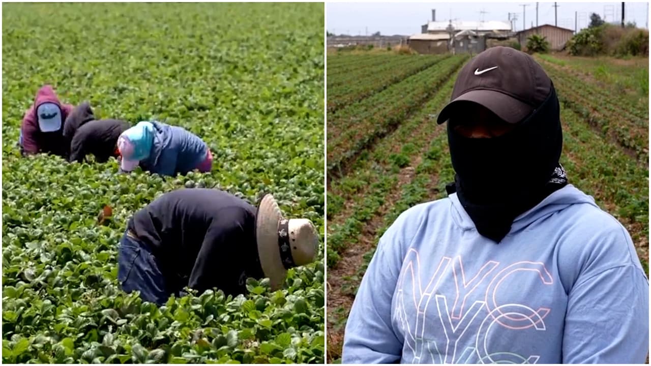 Temor en los campos de fresas de Oxnard por redadas migratorias en California