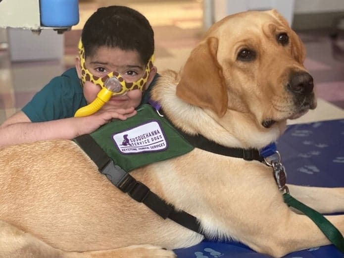 Si bien los pacientes y las familias de CHOP ya están familiarizados con los voluntarios del hospital y sus perros de terapia registrados como parte del Programa de Terapia con Mascotas Gerald B. Shreiber, 
<b>el papel de Dilly será diferente</b>. Trabajará con un miembro del personal de CHOP, centrándose en visitas orientadas a objetivos en lugar de visitas orientadas a lo social que los voluntarios y sus perros de terapia registrados están acostumbrados a brindar.