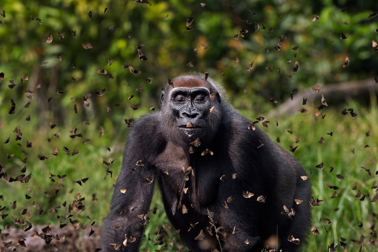 <b>'Malui'</b> 
<br>
<br>Esta fotografía de un gorila caminando a través de una nube de mariposas ganó el ‘gran premio’ del concurso. Malui, como fue llamado el gorila, vive en una reserva de República Centroafricana.
<br>
<br>“Las imágenes capturadas para la competencia inspiran asombro e invitan a la exploración del increíble mundo que nos rodea”, 
<a href="https://www.nature.org/en-us/" target="_blank">explica la organización</a>.
<br>
<br>
<br>